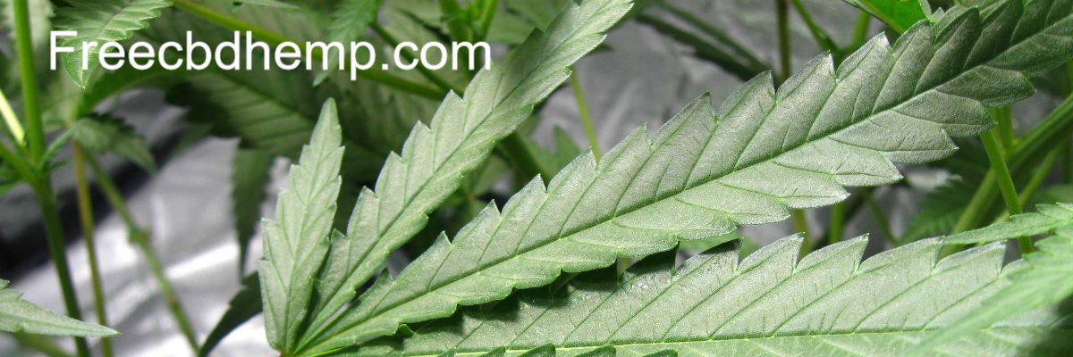 freecbdhemp.conception-blog.com